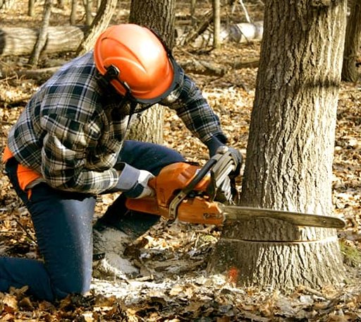 Tree Removal in Amoret, MO